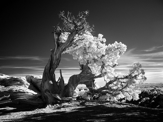 Photographie d'arbre tordu en hommage à Ansel Adams.